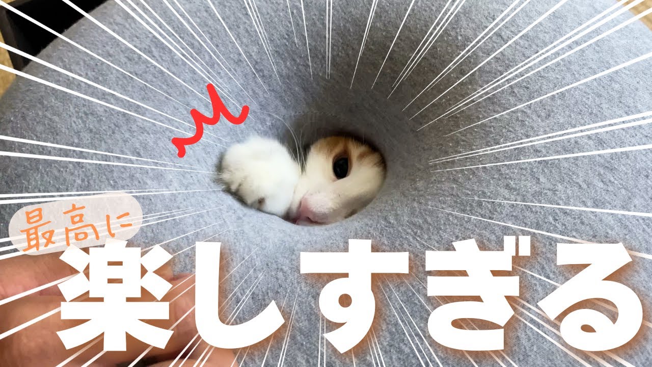 北欧猫の狩猟本能をかき立てる最高の遊び場がこちら！【保護猫/シャム猫/シャムミックス＆ノルウェージャンフォレストキャット】#cat #japanesecat
