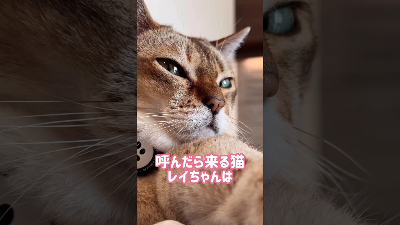 カメラを触るレイちゃん #シンガプーラ #cat #shorts