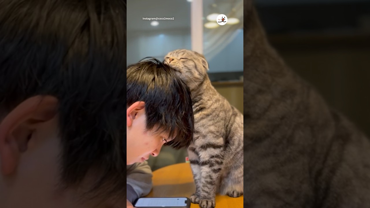 こんな事された勉強できない🥺🩷｜PECO #スコティッシュフォールド #猫 #愛猫家 #猫のいる暮らし #scottishfold #cat #catlover #catlife