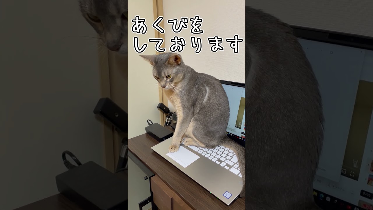 アビシニアンとは その13 #shorts #猫 #アビシニアン