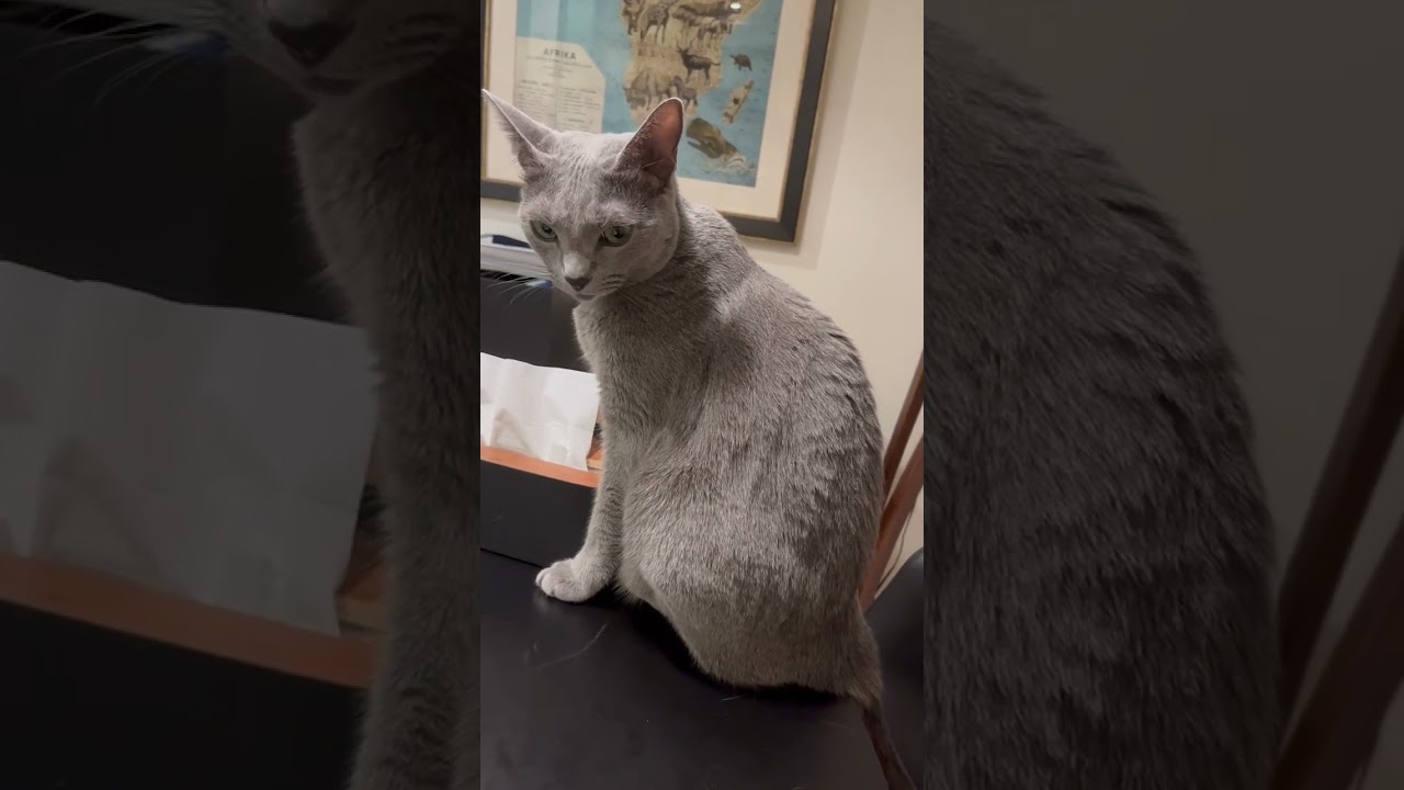 Close-up Riru #catcute #kitte #cuteanimal #猫猫 #cutecat #猫のいる暮らし #かわいい子ねこ