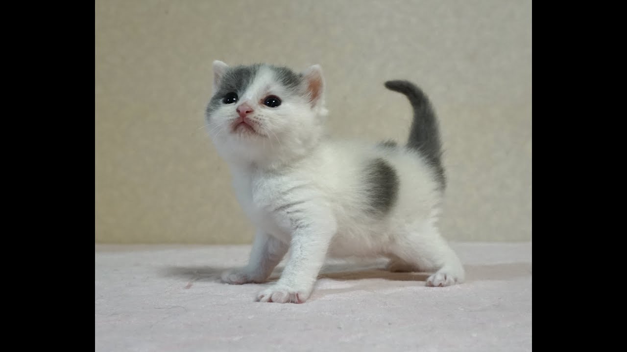 ブリティッシュショートヘアー子猫　British Shorthair　2024.8.3産まれ　ブルー&ホワイト　男の子　シーダキャット猫のお店