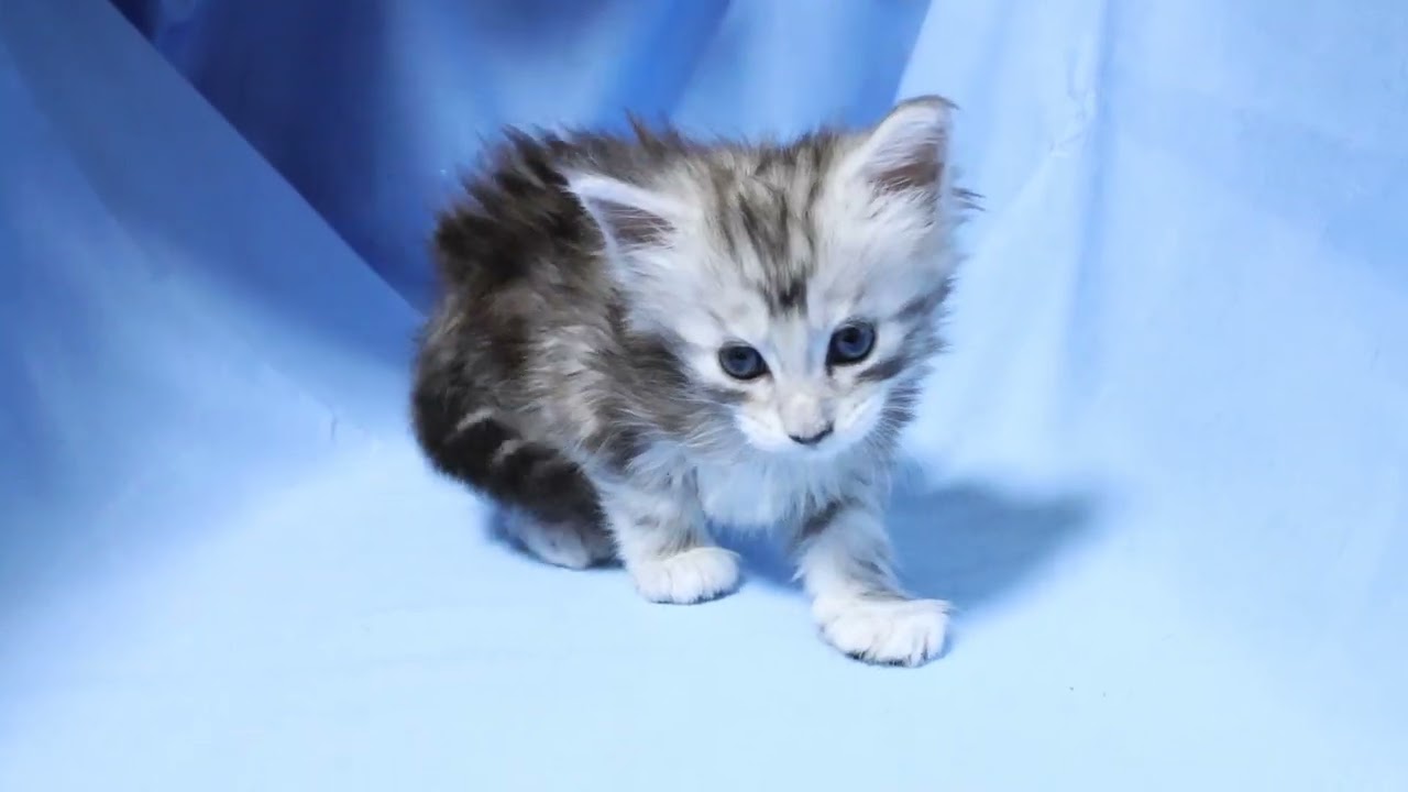 生後1ヶ月メインクーン子猫マーゴちゃん