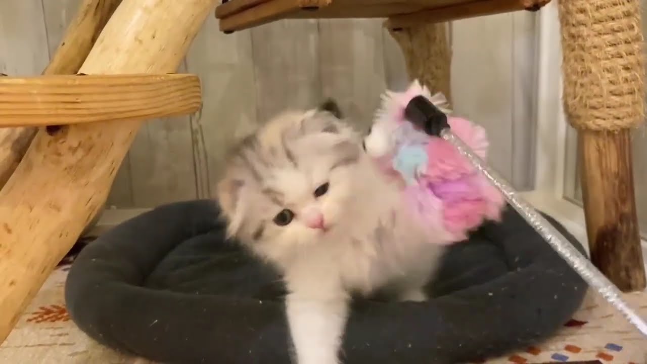 スコティッシュフォールド　女の子　2024/6/28生まれ