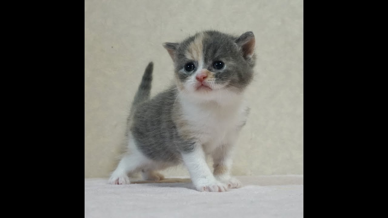 ブリティッシュショートヘアー子猫　British Shorthair　2024.8.3産まれ　ダイリュートキャリコ　女の子　シーダキャット猫のお店