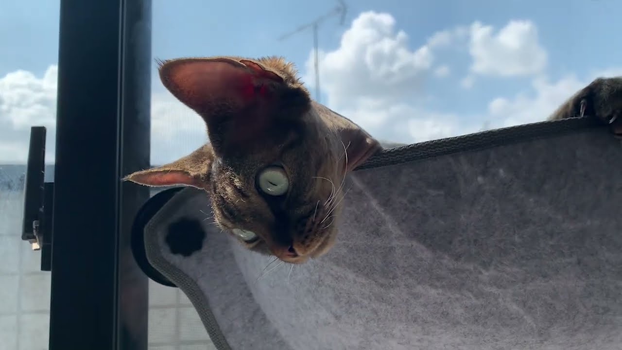 デボンレックス弟がお気に入りの窓ハンモックでのんびりしています(Devon Rex cat relaxing in his favorite hammock)