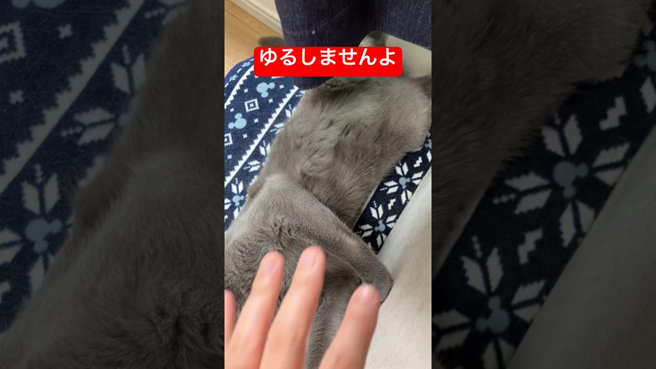 1000手先読む猫#猫 #ロシアンブルー #cat #russianblue #牙のおまけ❤️
