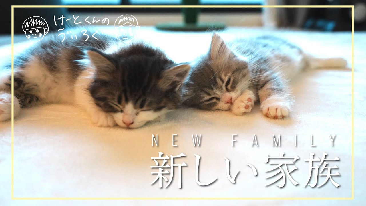 【ついに我が家に猫が！】可愛すぎる子猫の初めての一日