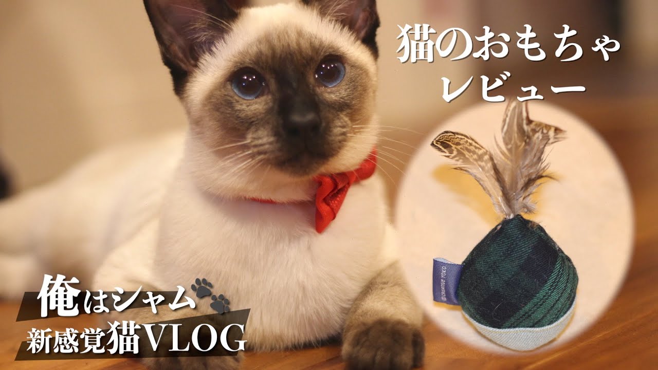 シャム猫のでんぐり返し｜猫のオモチャレビュー