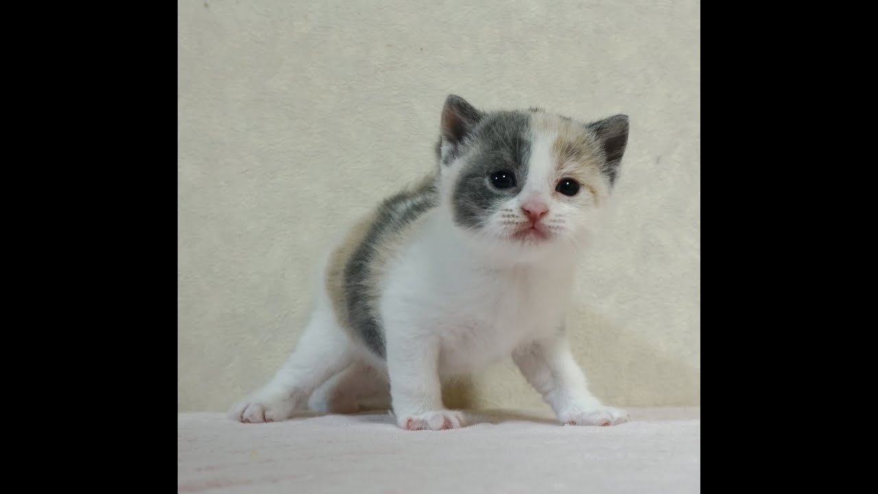 ブリティッシュショートヘアー子猫　British Shorthair　2024.8.3産まれ　ダイリュートキャリコ　女の子　シーダキャット猫のお店