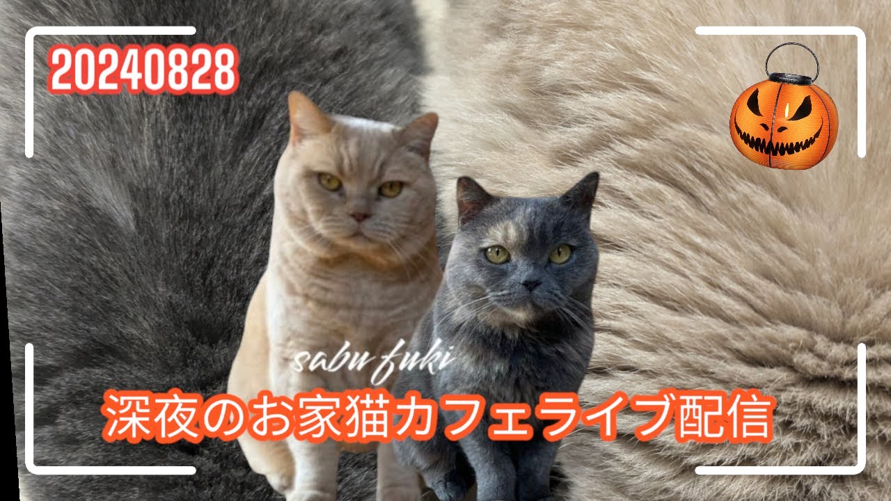 深夜のお家猫カフェライブ配信　１６１