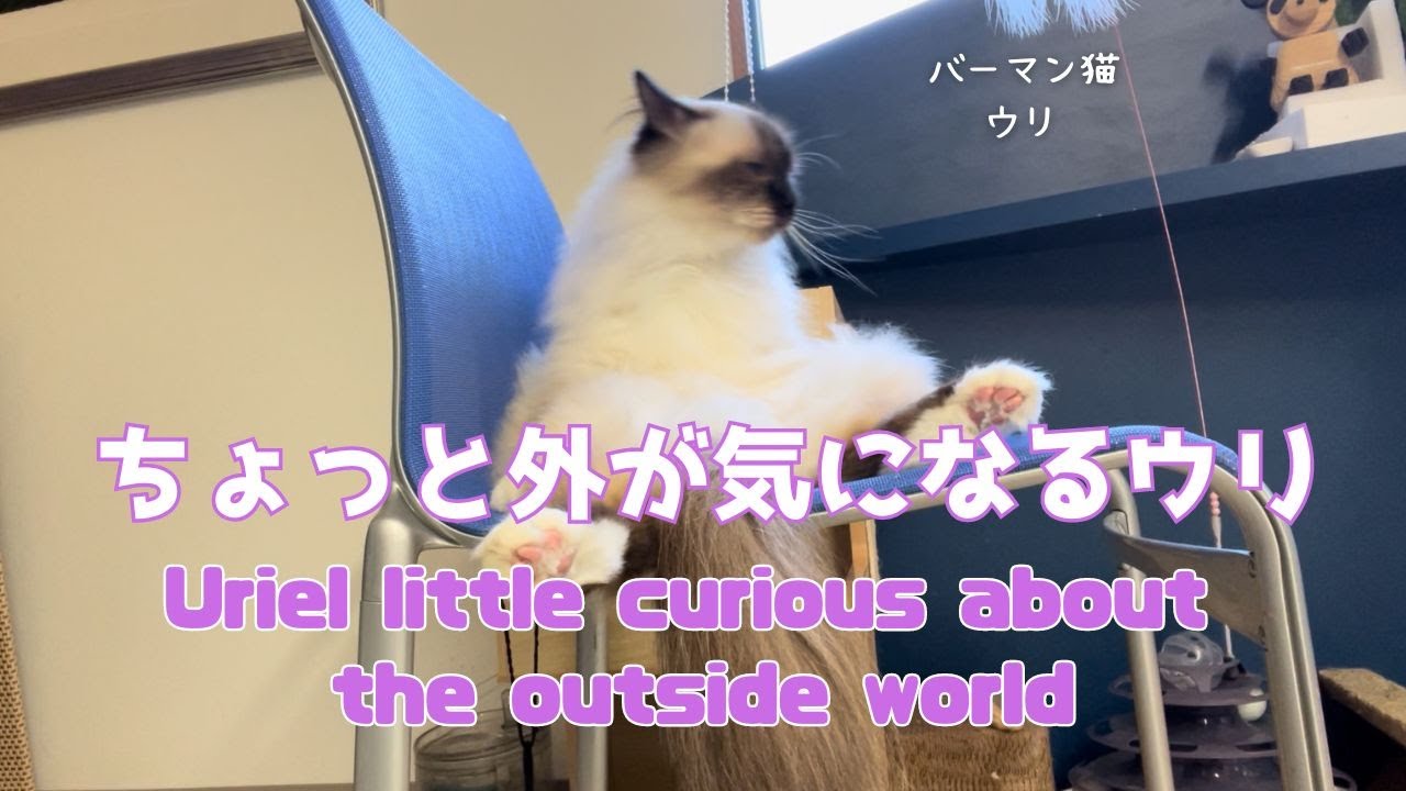 バーマン猫ウリ【ちょっと外が気になるウリ】Uriel little curious about the outside world（バーマン猫）Birman/Cat
