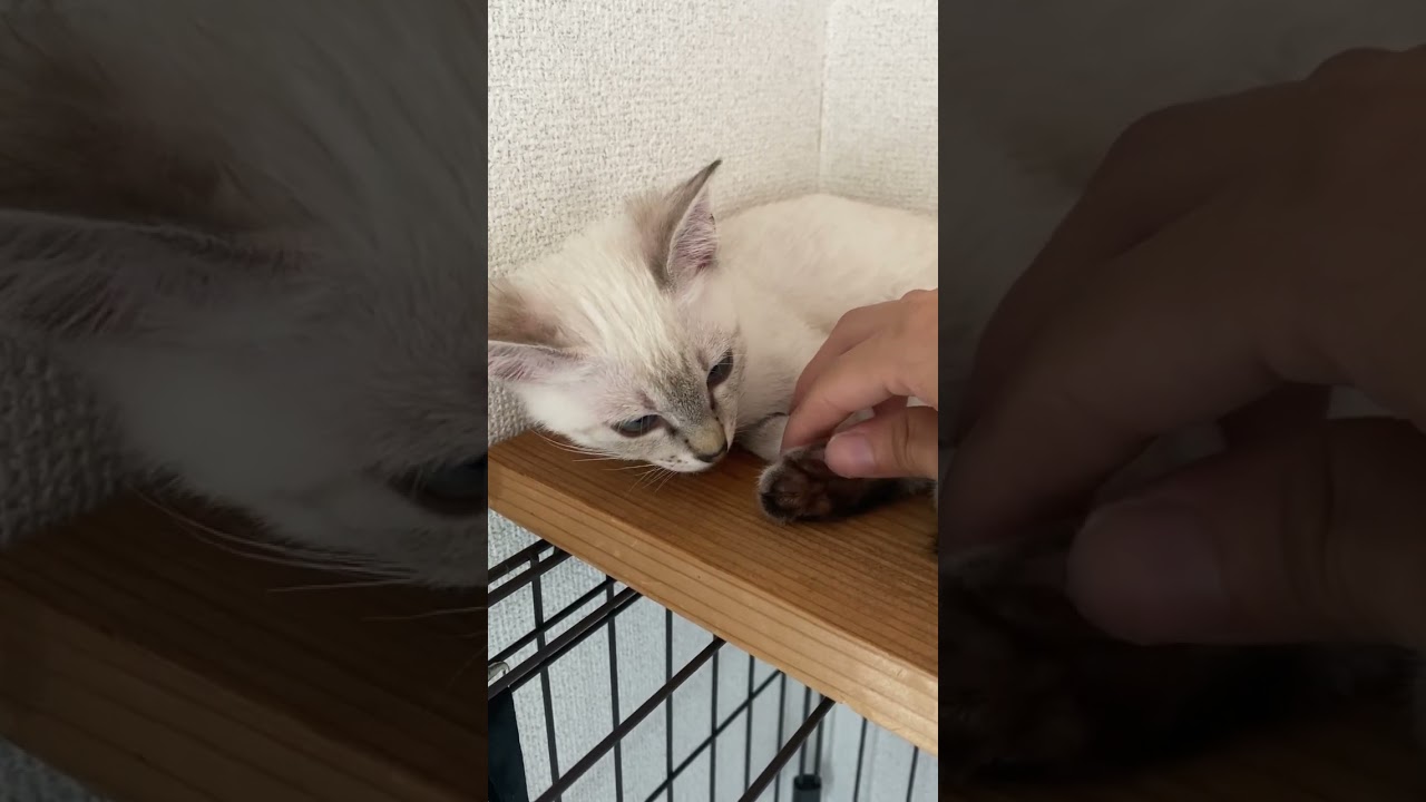 あ〜、そこそこ！　#元保護猫　#シャムトラ　#シャムミックス　#cat #猫耳 #kitten #シャムmix  #子猫 #猫耳