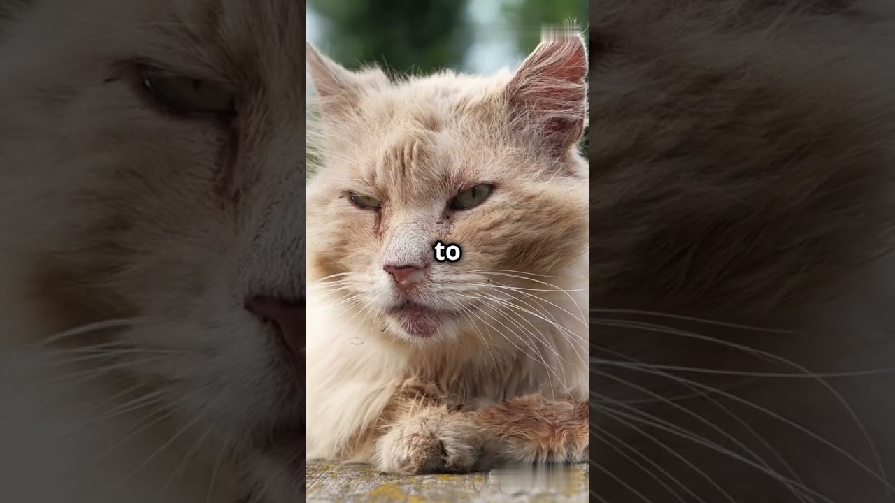 10 Unbelievable Facts About Cats!