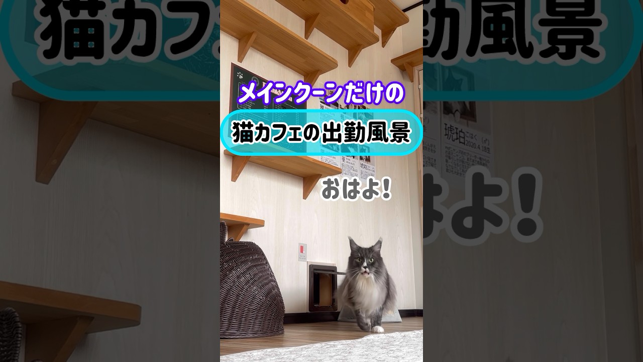 メインクーンだけの【猫カフェの出勤風景】#cat #cooncat #mainecoon #もふ