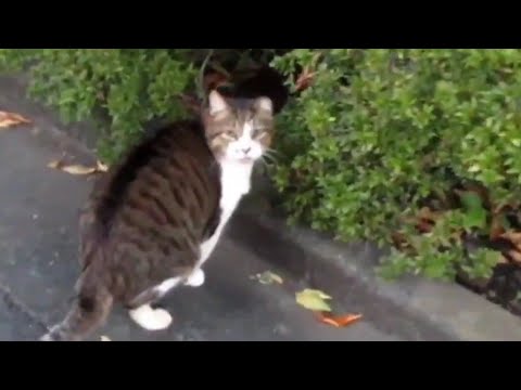 [野良猫]挨拶して植え込みの中に逃げちゃう茶トラ猫が可愛すぎる！[straycat]The cat that says hello and runs away is cute!