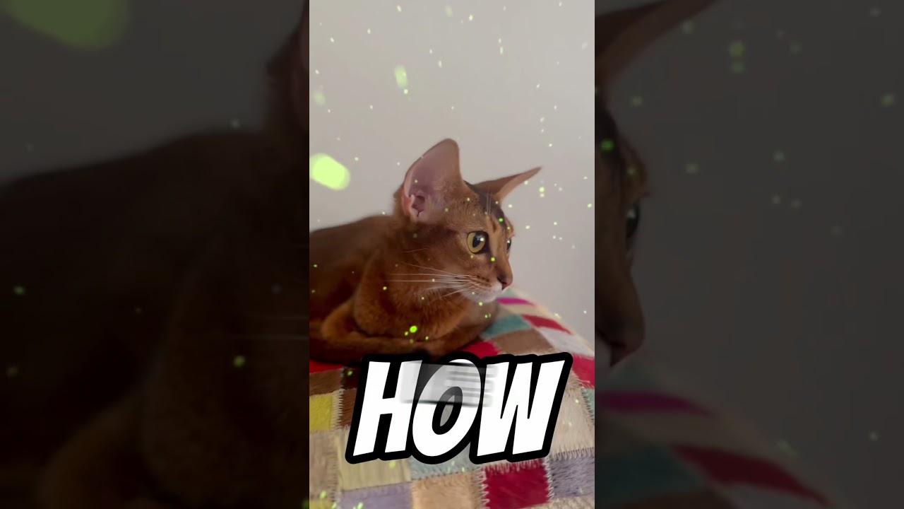 Cats in my life 😻#abyssiniancat #shots #catshots #love #cute #catlover #catcuddles #capcut #aby