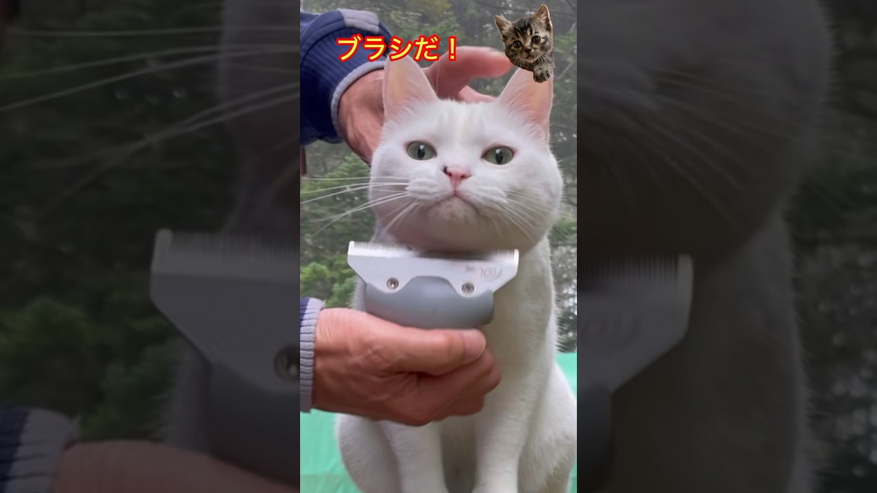 猫にゃんねる　朝靄のニャルソックだ！今週も頑張ったな！　#cat #毎日がネコ曜日 #ねこ  #猫 #ネコ  #猫のいる暮らし #今日のにゃんこ #保護猫 #ニャルソック ##ブラッシング