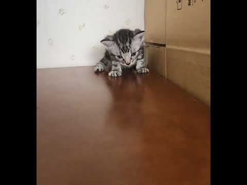 アメリカンショートヘア アメショーらしい綺麗なタビー柄　A