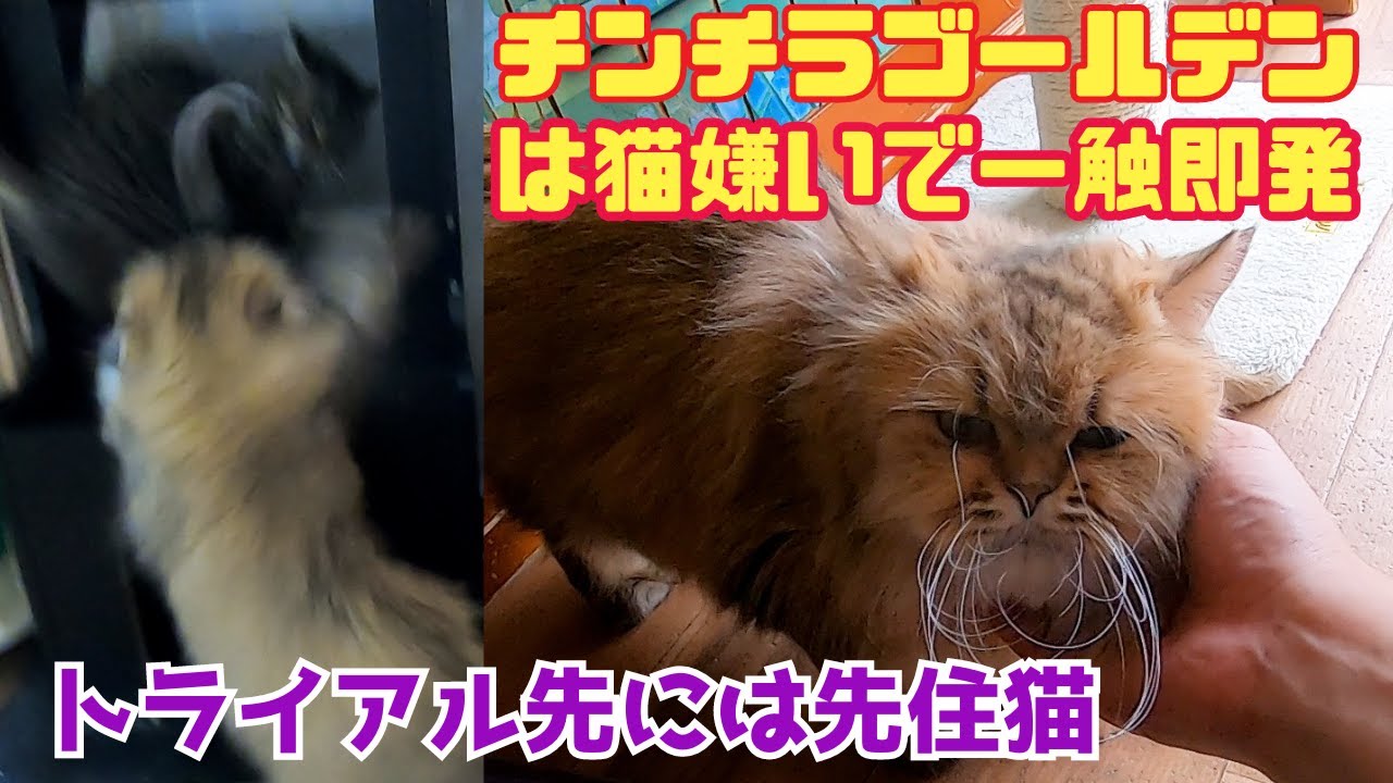 ペルシャ猫のチンチラゴールデン意外と喧嘩っ早く一触即発!！（保護猫カフェウリエル）梅田　Persian cat Chinchilla Golden often fights