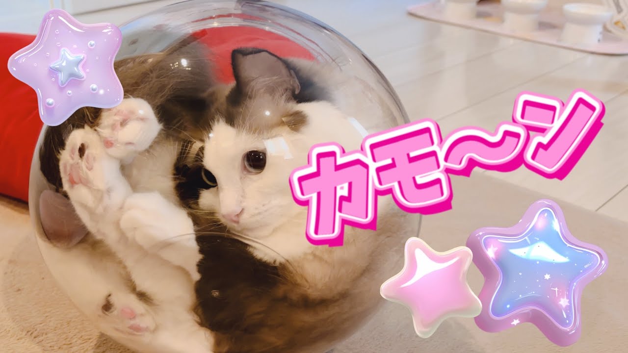 【方程式】休日＋台風＝猫３スリーニャンズと超高齢ウサギの可愛さに癒されてく？😈