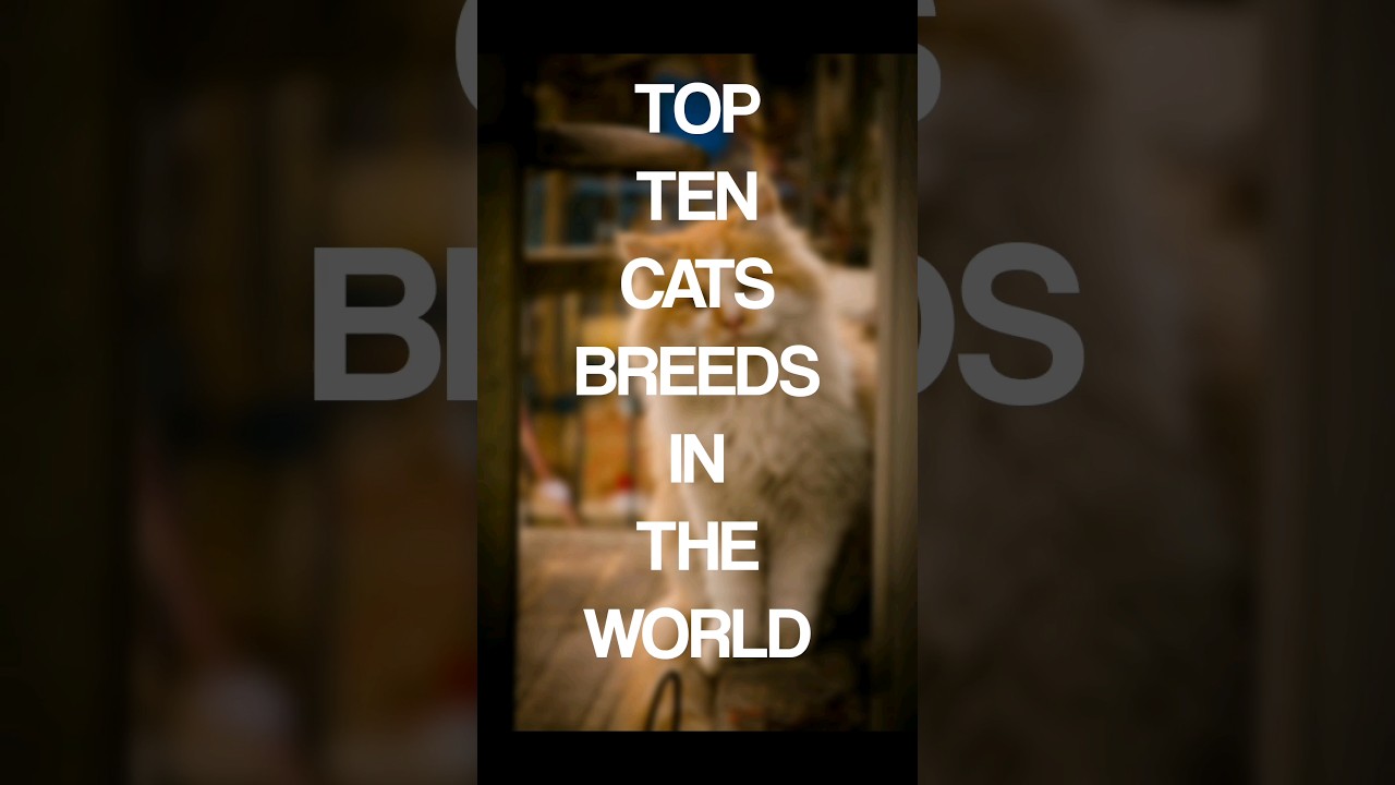 Top 10 Cats breeds| top ten cats breeds in the worlds #cats