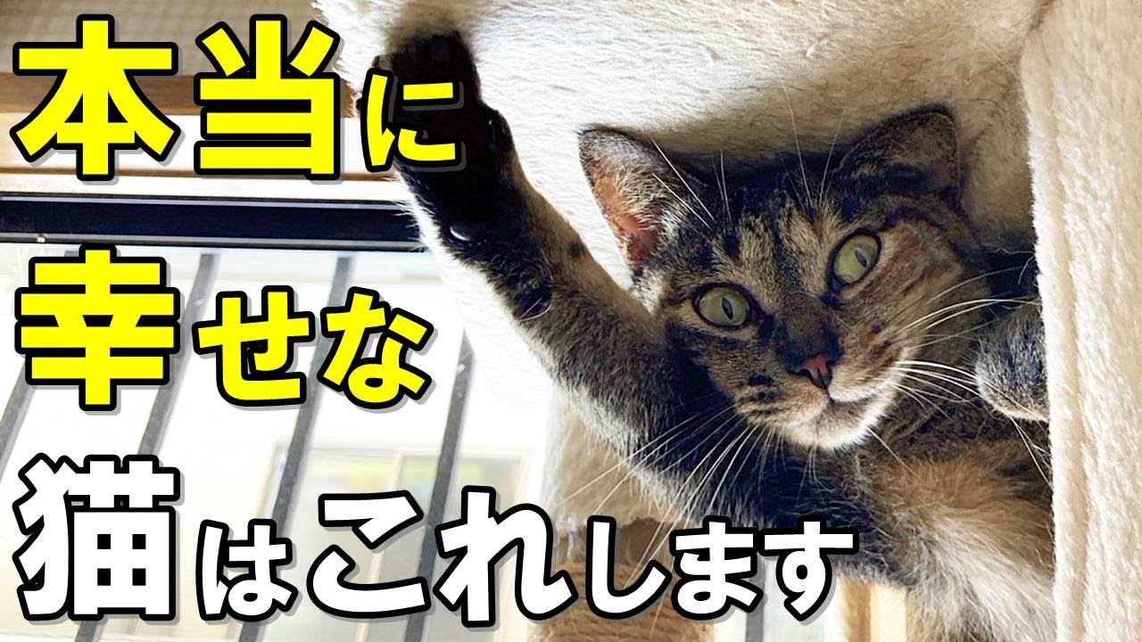 あなたの愛猫は満足してる？猫が本当に幸せなときに見せる１０のサイン【保護猫】
