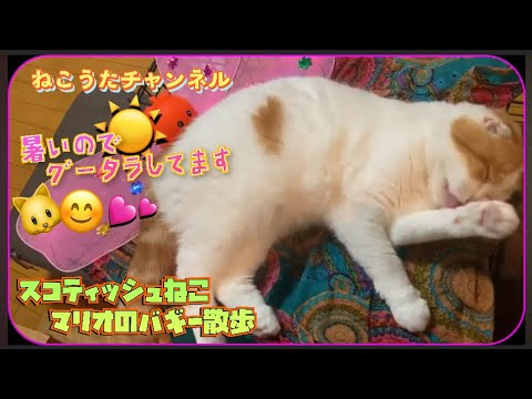 暑いので､グータラして、過ごした､スコティッシュのマリオ一家🐱