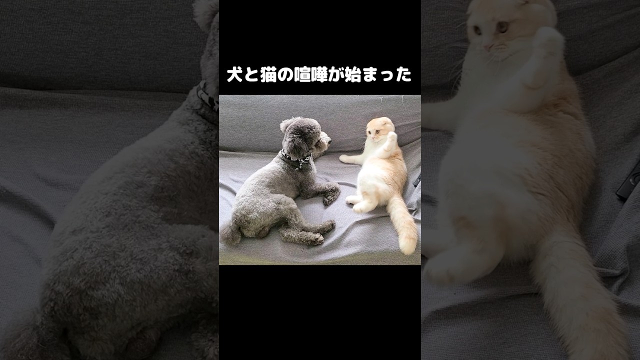 犬と猫の喧嘩がはじまった...#shorts