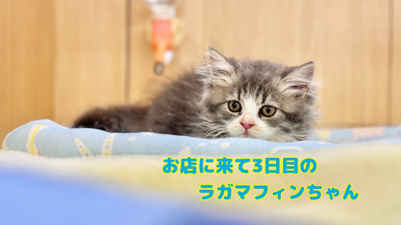 2024.08.30 蹴りぐるみ選手権優勝！環境慣れ抜群のラガマフィンちゃん♡