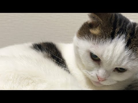 猫居なくなるまでライブ配信中！Cat live streaming