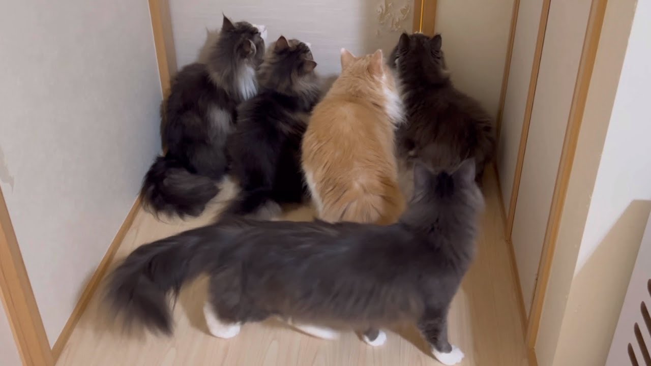 【自由時間w】遊び終わったらすぐに帰りたいもふ猫たちwwwターキッシュアンゴラとノルウェージャンフォレストキャット