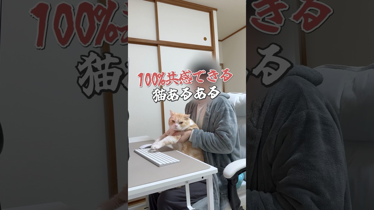 #cat #猫 #ねこ #猫動画 #初恋キラー #替え歌 #スコティッシュフォールド