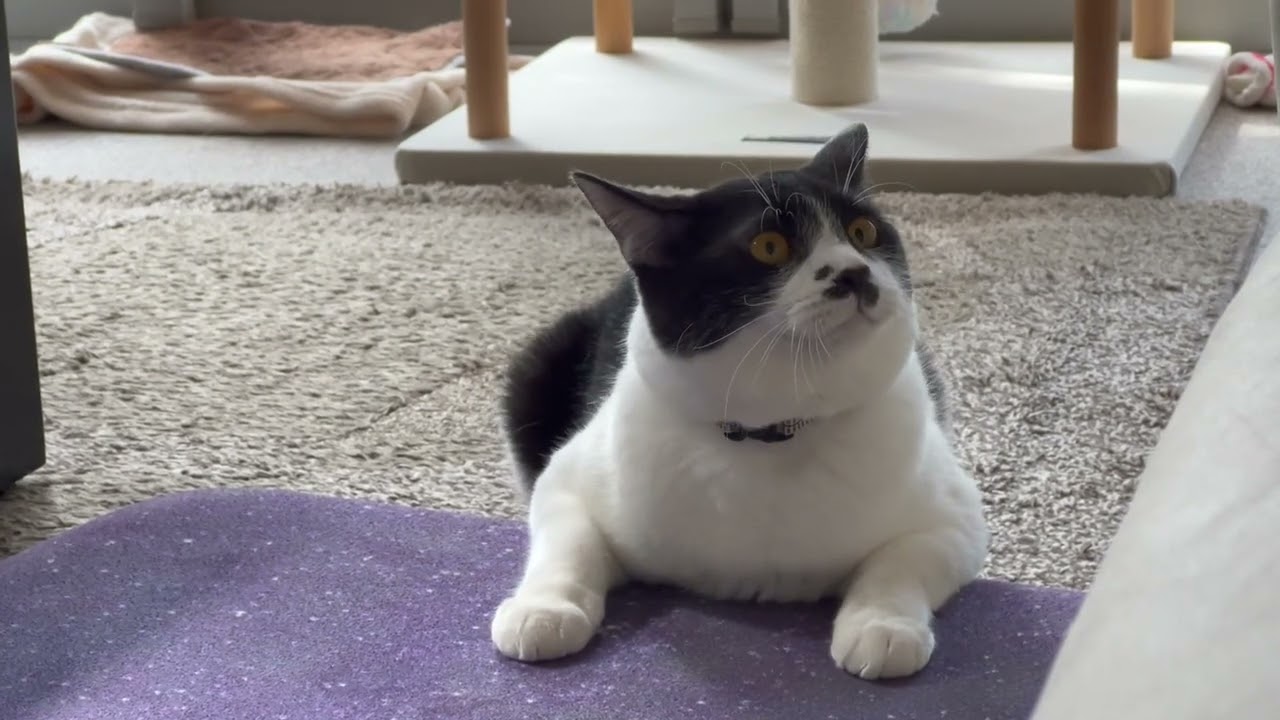 ハイテンションになるネコ