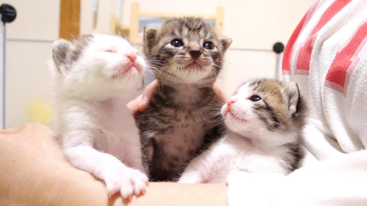 手のひらサイズの子猫達にかわいい名前を付けました【赤ちゃん猫　保護猫】