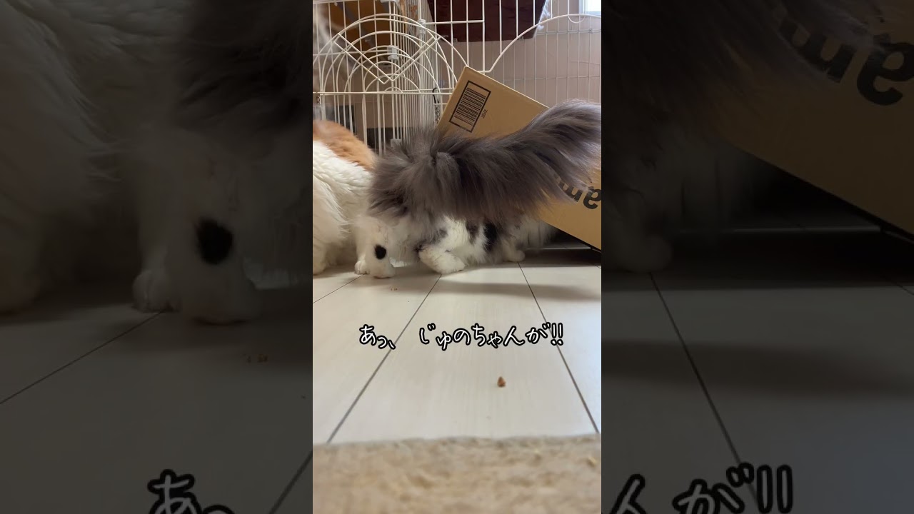 簡易ワナ設置してみた #cat #メインクーン #猫 #ねこ