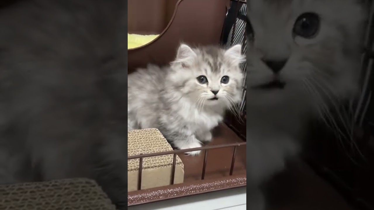 初めてお家に来た日🏠 #ミヌエット #マンチカン #子猫 #猫 #cat #短足 #猫好きさんと繋がりたい