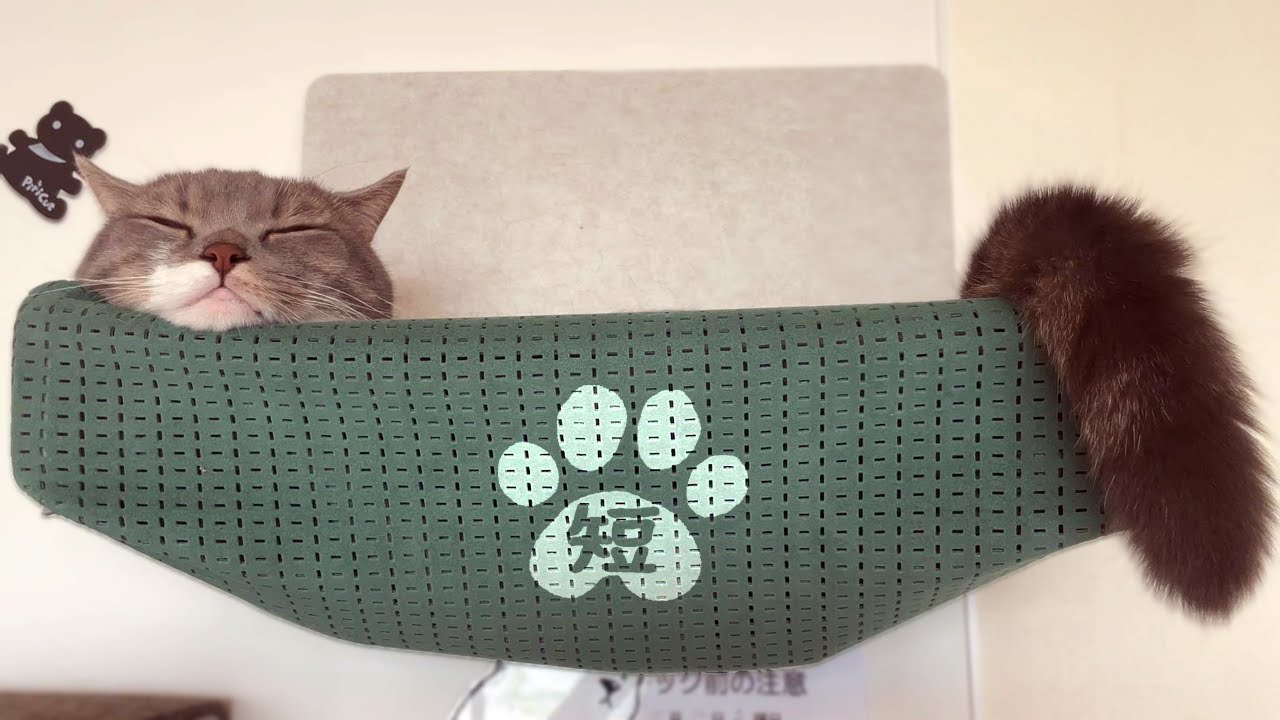 しっぽ、ネコハラ、ハンモック の巻  #マンチカン #ミヌエット #株式会社短足猫