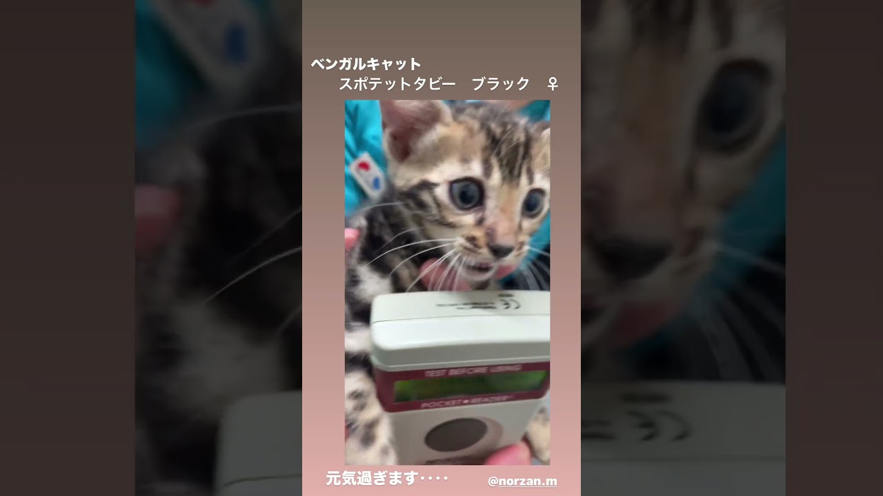 3匹のベンガル健康診断を受ける（ノーザンみしま）