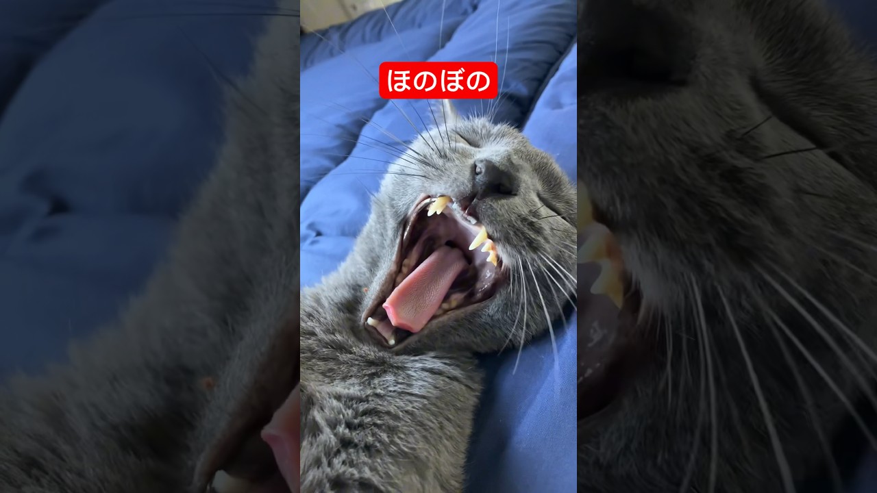 ロシアンブルーの日常#猫 #ロシアンブルー #russianblue #cat