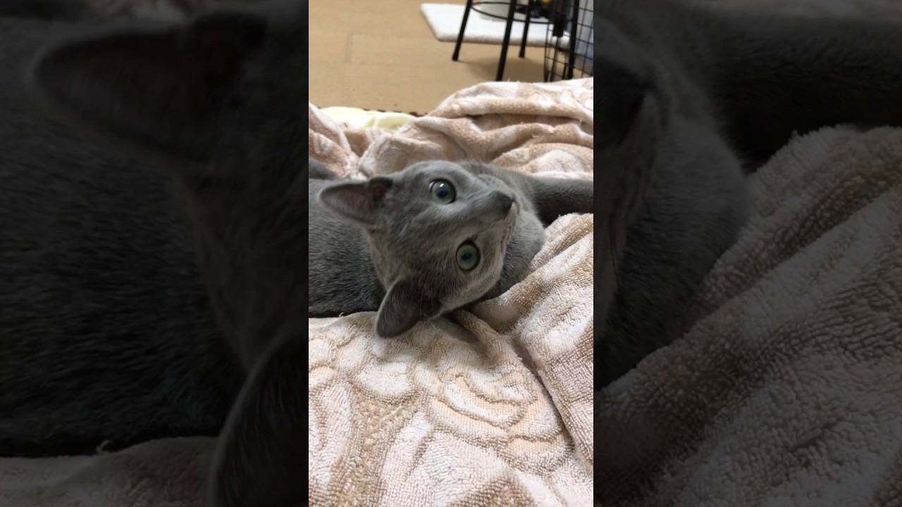 ロッチ。いきなりノビで、お顔ユラユラ。