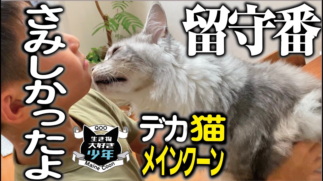 【メインクーン】留守番中の大型猫の様子／ペットシッターにお任せした3日間