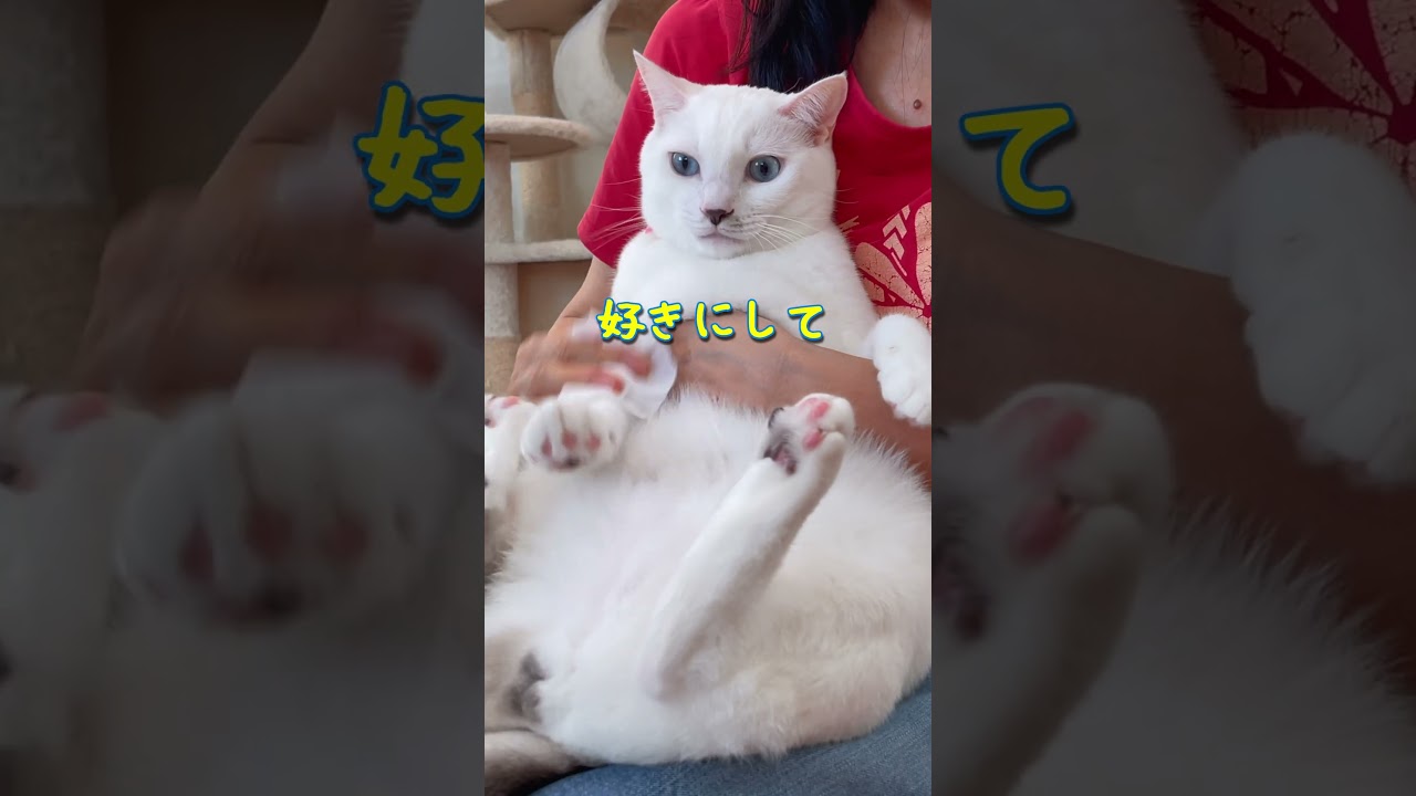 人間を信頼し過ぎてる猫はこうなりますまとめ