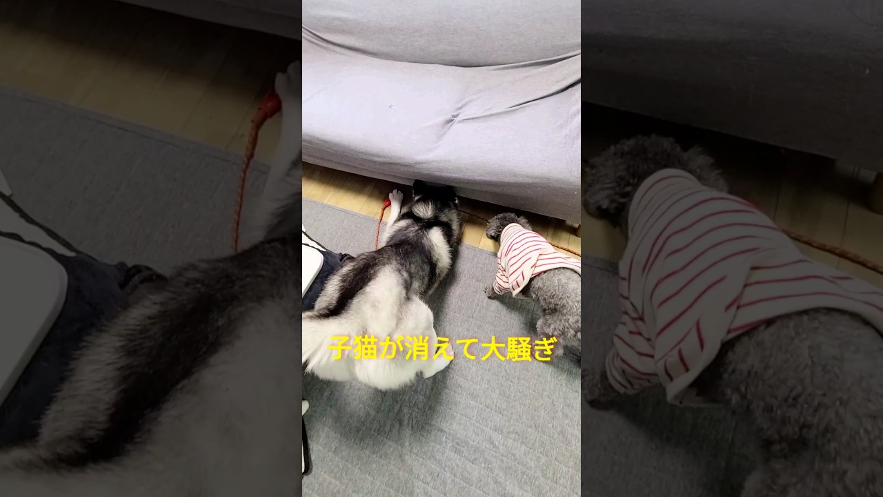 猫が家出したと思い必死で探す犬達がこちら...