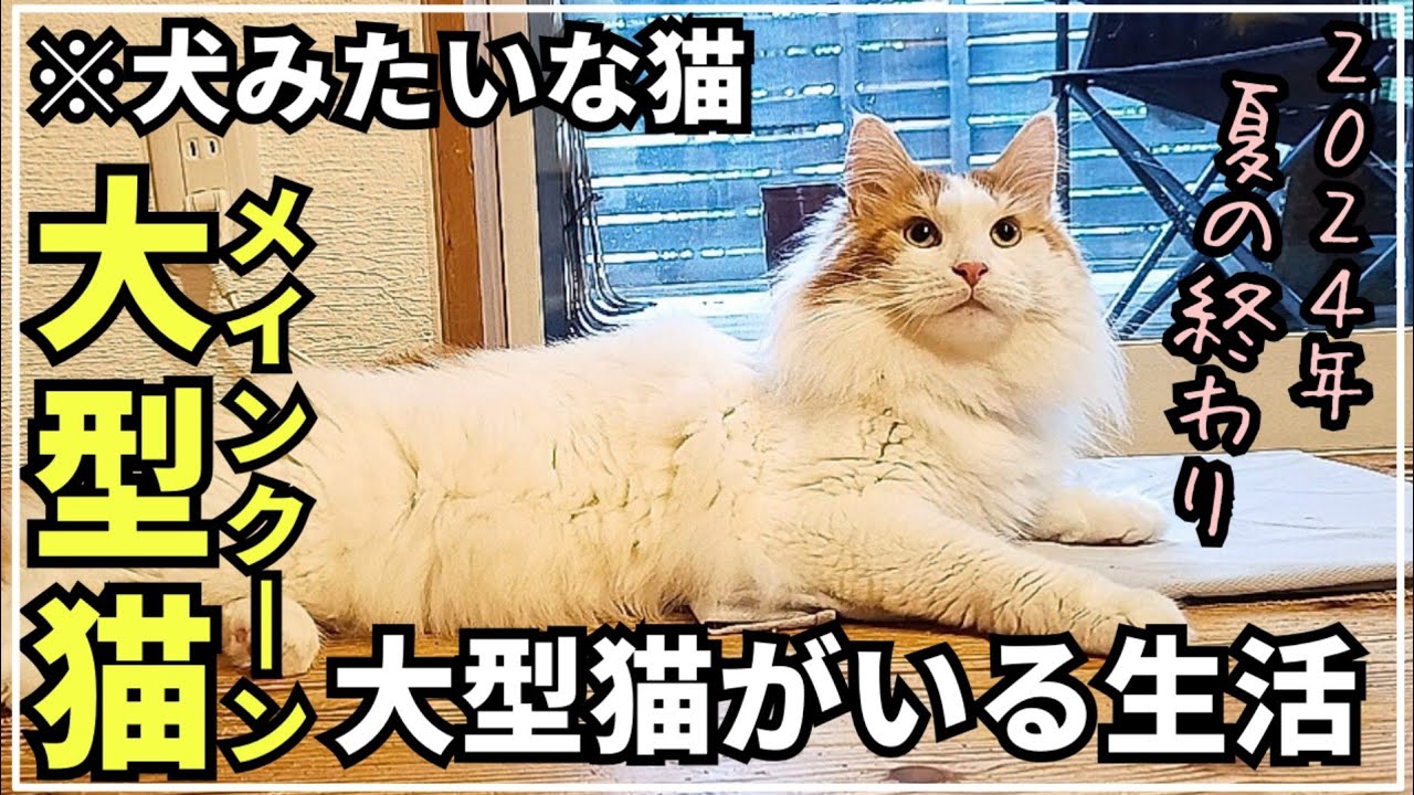 猫に癒されまくりの毎日！メインクーンの居る日常はこんな感じ