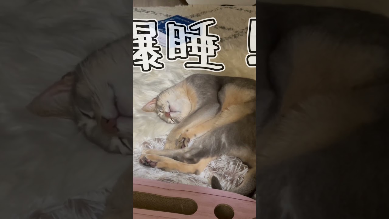 寝るのが大好きなうちの猫さん #shorts #猫 #アビシニアン