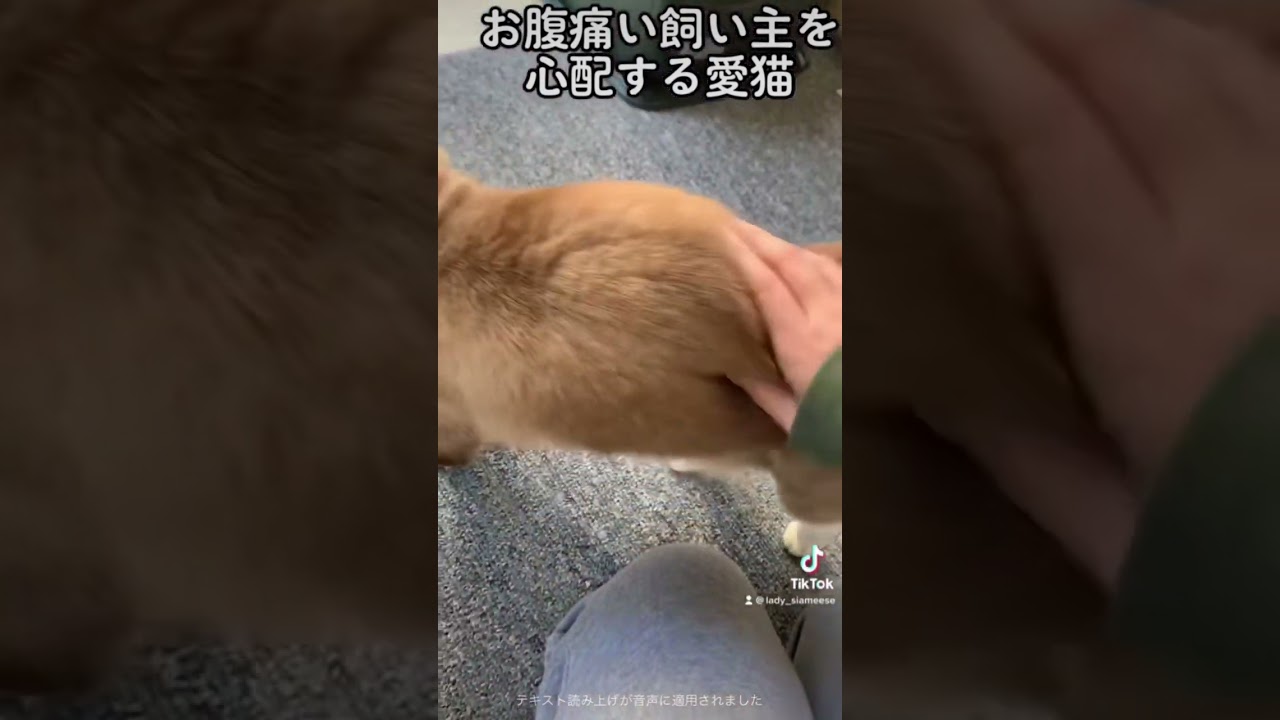 優しさ思いやりいっぱいの愛猫 シャム猫ミックス #tiktok #シャム猫 #catlover