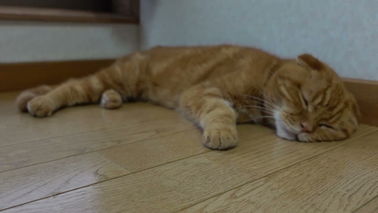 くつろぐ社長 Relaxing president #猫 #スコティッシュフォールド #猫動画 #cat #scottishfold #catvideos