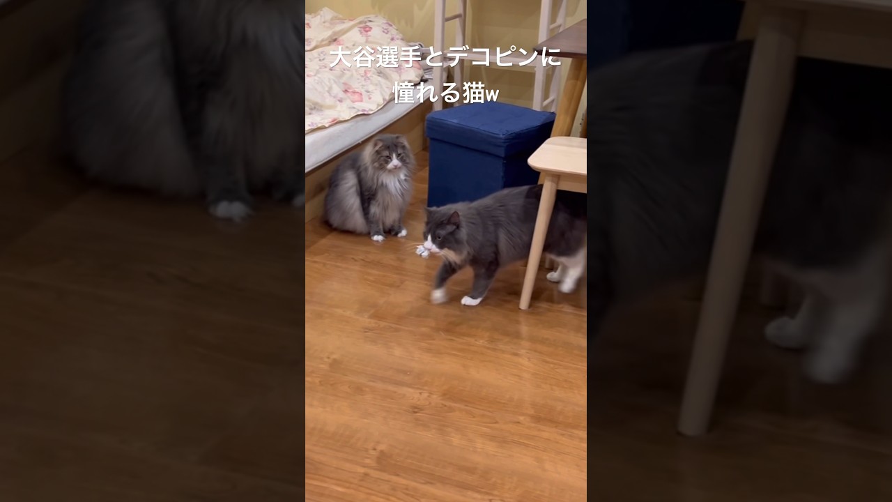 大谷選手とデコピンの始球式に憧れるターキッシュアンゴラwww#ターキッシュアンゴラ #ねこ #ノルウェージャンフォレストキャット #shorts