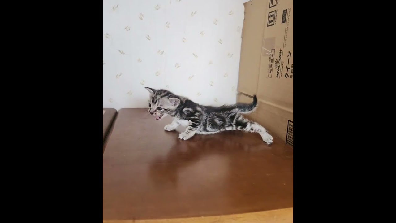 アメリカンショートヘア アメショーらしい綺麗なタビー柄　K